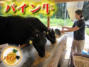 �y�V�s��y�Ђނ��H�[�z�p�C����